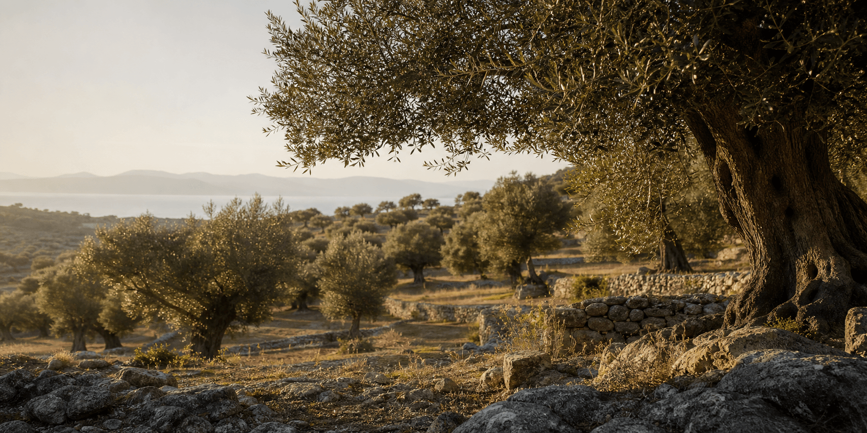 Mediterranean olive grove in Ermionida, Greece